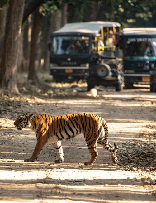 Jim Corbett Ramnagar