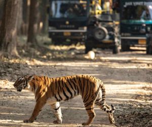 Jim Corbett Ramnagar2